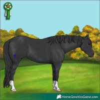 Horse Color:Black 