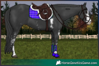 Horse Color:Black Sabino