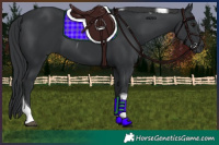 Horse Color:Black Tobiano 
