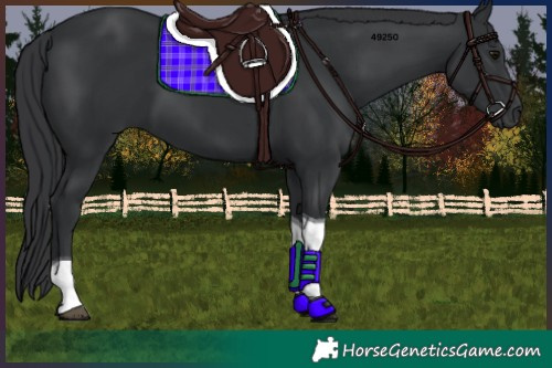 Horse Color:Black Tobiano 