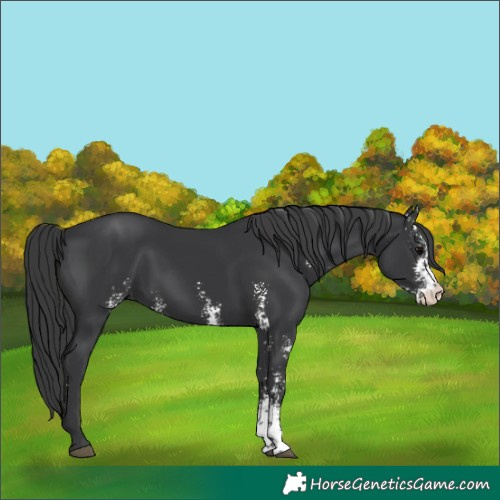 Horse Color:Black Sabino 