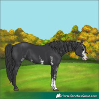 Horse Color:Black Sabino 