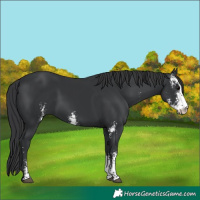 Horse Color:Black Sabino