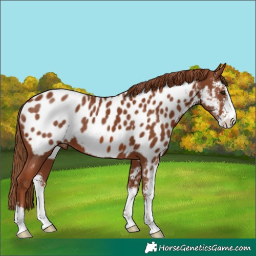 Horse Color:Chestnut Sabino Near Leopard 