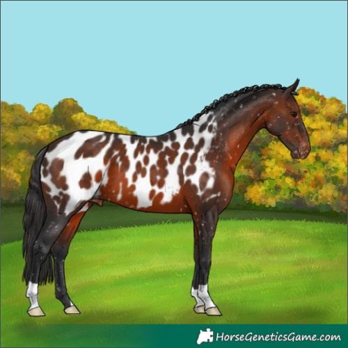 Horse Color:Brown Appaloosa 