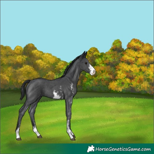 Horse Color:Black Sabino 