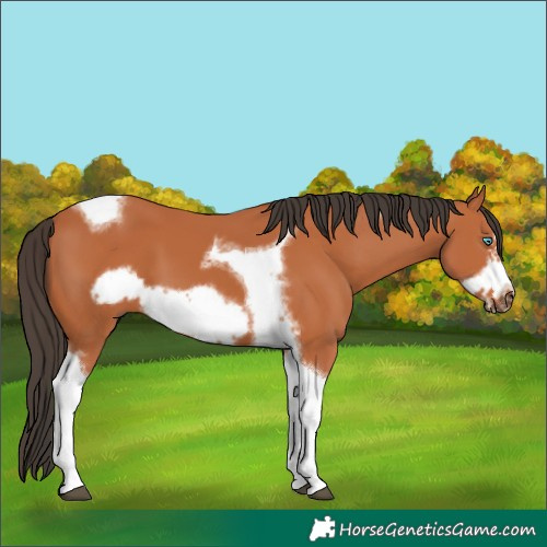 Horse Color:Bay Tobiano Frame 