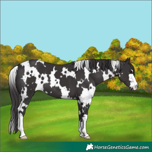 Horse Color:White Spotted Smoky Black 