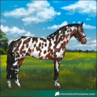 Horse Color:Gray Bay Appaloosa 