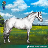 Horse Color:Gray Bay Appaloosa