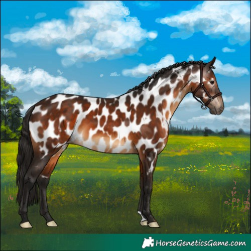 Horse Color:Gray Bay Appaloosa 