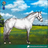 Horse Color:Gray Bay Appaloosa