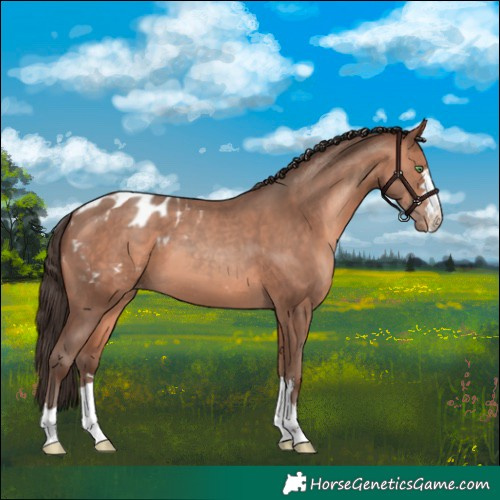 Horse Color:Amber Champagne Appaloosa 