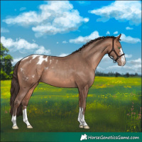 Horse Color:Amber Champagne Appaloosa 