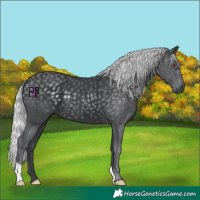 Horse Color:Silver Black Chinchilla