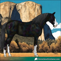 Horse Color:Midnight Black 