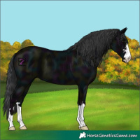 Horse Color:Midnight Black 