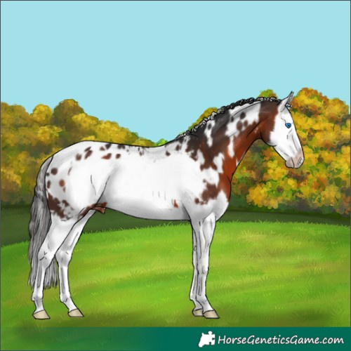 Horse Color:White Spotted Brown Splash Frame Appaloosa 