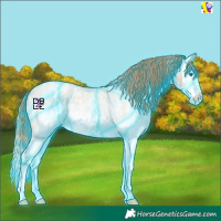 Horse Color:Thunderstruck Blue Roan Pearl Sabino Splash Appaloosa 
