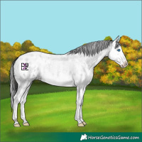 Horse Color:Blue Roan Sabino Splash Appaloosa 