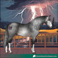 Horse Color:Gray Bay 