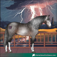 Horse Color:Gray Bay