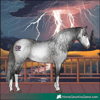 Horse Color:Gray Bay 