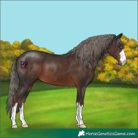 Horse Color:Liver Chestnut Mushroom 