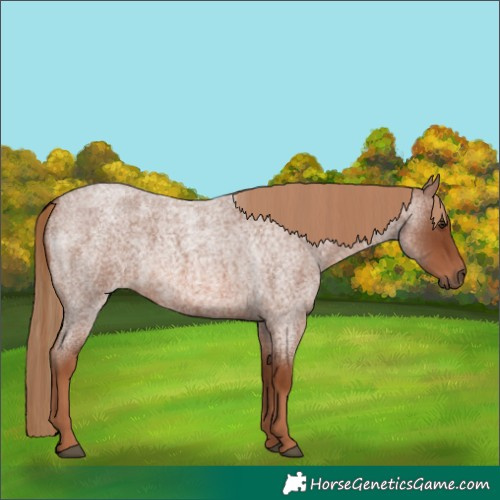Horse Color:Red Roan 