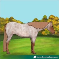 Horse Color:Red Roan 