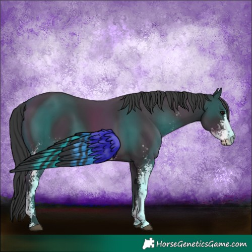 Horse Color:Black Sabino 