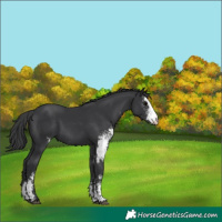 Horse Color:Black Sabino