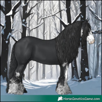 Horse Color:Black Sabino 