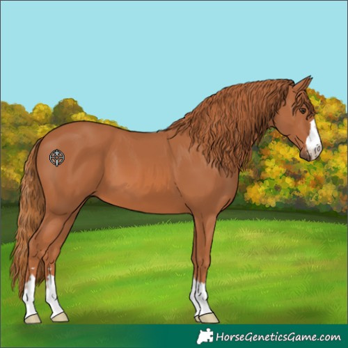 Horse Color:Chestnut 
