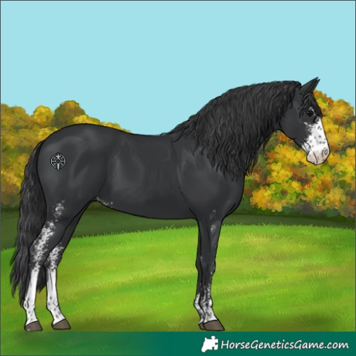 Horse Color:Black Sabino 
