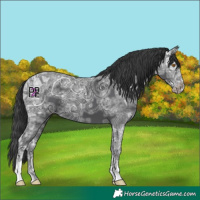 Horse Color:Black Ice Appaloosa