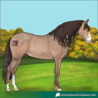 Horse Color:Sable Champagne Sabino
