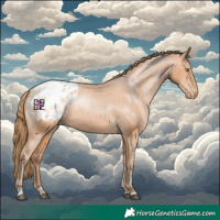 Horse Color:Bay Pearl Appaloosa 