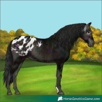 Horse Color:Gray Midnight Blue Onyx Appaloosa Rabicano 