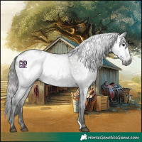 Horse Color:Gray Midnight Blue Onyx Blanket Rabicano 