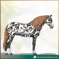 Horse Color:Midnight Red Onyx Ice Appaloosa Rabicano 