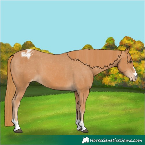 Horse Color:Chestnut Appaloosa 