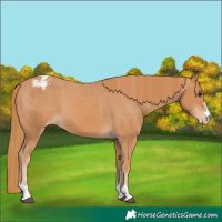 Horse Color:Chestnut Appaloosa 