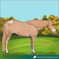 Horse Color:Chestnut Varnish