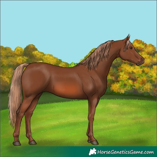 Horse Color:Chestnut 