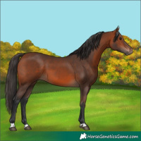 Horse Color:Bay 