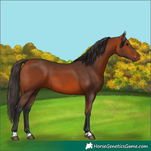 Horse Color:Bay 