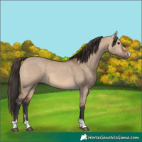 Horse Color:Bay Dun 