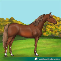 Horse Color:Chestnut 