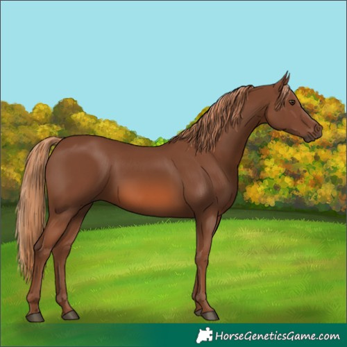 Horse Color:Chestnut 